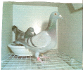 schowman_1